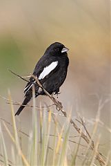 Lark Bunting